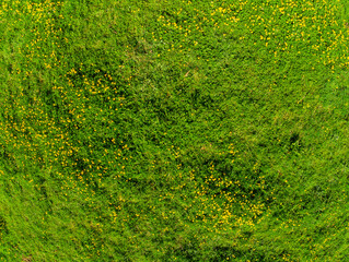 Aerial drone top down view on a green field with yellow summer flowers.
