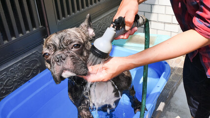 Cute young French bulldog take a shower in summer season