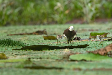 Beautiful pheasant tailed jacana taking care his chick