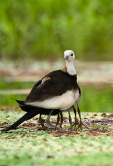 Beautiful pheasant tailed jacana taking care his chick