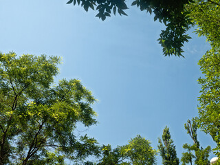 Green Crowns of Acacias and Poplars Form a Semicircle Against the Background of a Blue Sky