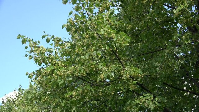 Linden tree (Tilia) flowers and leaves in the wind.