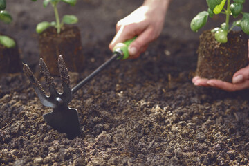 Hand of unknown lady is using hoe and holding young green basil sprout or plant in soil. Ready for planting. Sunlight, ground. Close-up