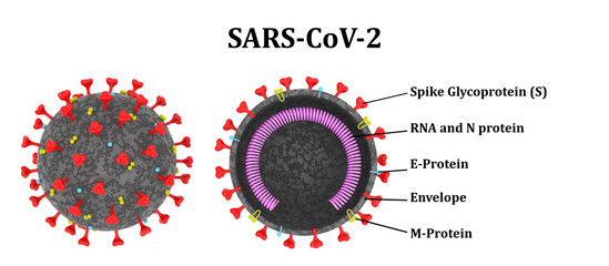 Structure of the SARS-CoV-2 coronavirus molecule in full and in section. 3D Render, 3D Illustration - obrazy, fototapety, plakaty