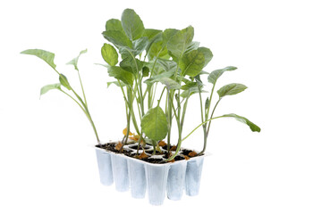 Romanesco cauliflower seedlings