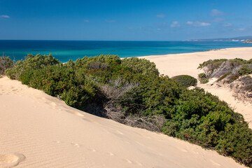 Piscinas beach, dunes and juniper in sardinia