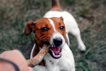 Dog jack russell terrier gnaws a stick. dog jack russell terrier gnaws a stick. Animal health and care concept. - obrazy, fototapety, plakaty