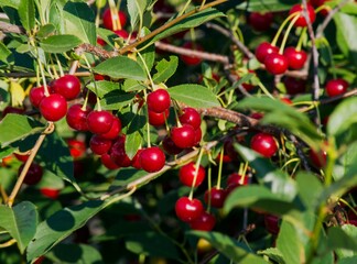 Berries of a cherry close up.