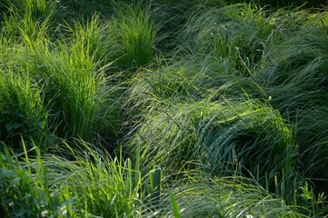 grass in the wind