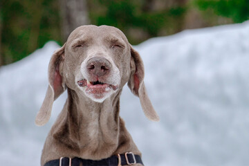 Weimaraner having fun