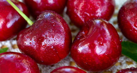 Close up of big red cherries with water drops.