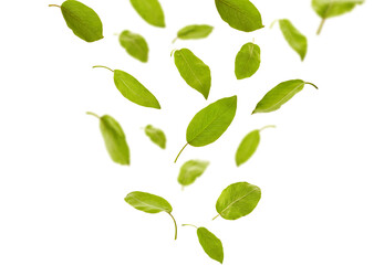 Falling down green leaves of plum tree or tea, isolated on white background. Foliage levitation concept. Close up, copy space