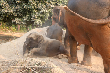 Fototapeta premium mother and baby elephant