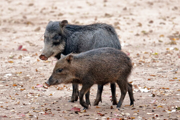 Adult and young white-lipped peccaries in the Brazilian Pantanal