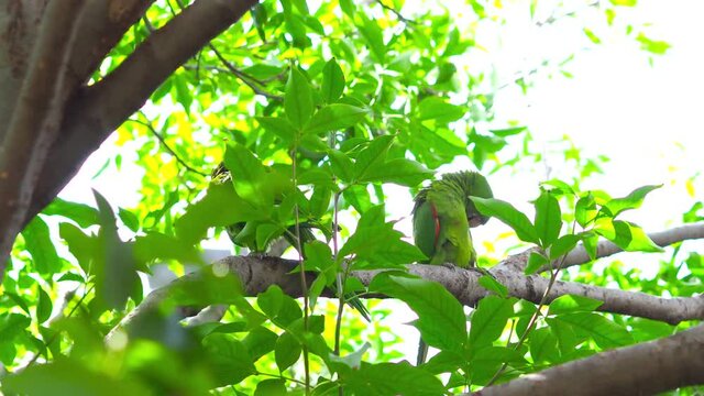 Green parrots camouflage on a tree