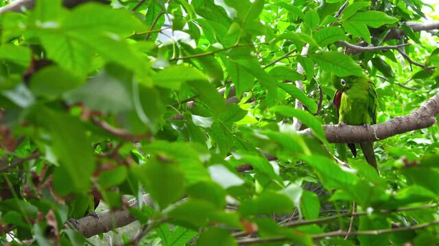 Green parrots camouflage on a tree