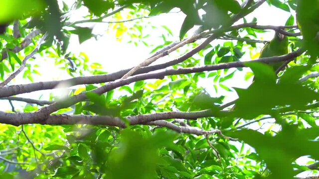 Green parrots camouflage on a tree