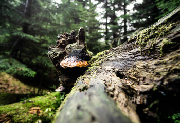 Wald Baumpilze feucht kalt Winter kein Schnee