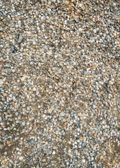 The texture of small and large, multi-colored sea shells. Photograph, top view.