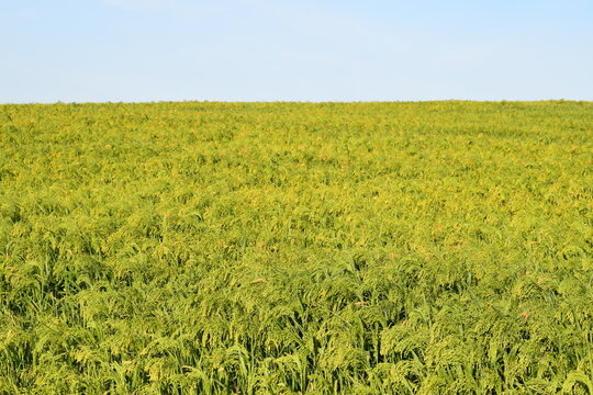 Sorghum × drummondii (Sudan grass), is a hybrid-derived species of grass raised for forage and grain. Natural background.