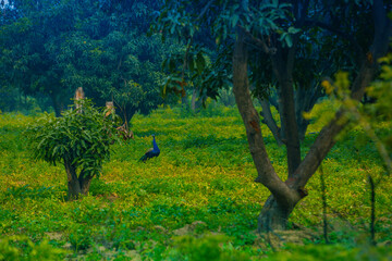 Indian peacock in a bright green field 