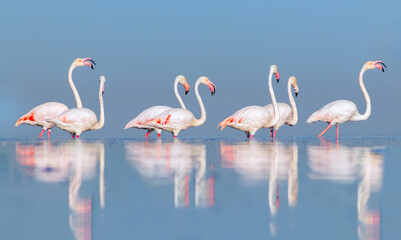 Wild african birds. Group birds of pink african flamingos  walking around the blue lagoon on a sunny day.