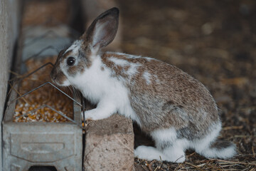 Obraz premium rabbit eating