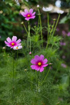 Cosmea Summerflowers In A Country Garden