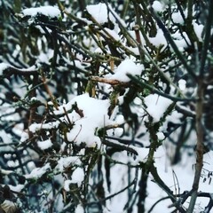 snow covered branches