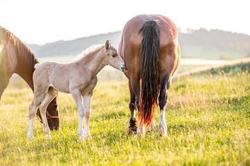 Obraz na płótnie Canvas Cute little adorable horse foal in sunset on meadow. Fluffy beautiful healthy little horse filly.