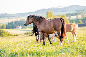 Fototapeta premium Cute little adorable horse foal in sunset on meadow. Fluffy beautiful healthy little horse filly.
