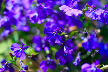 Fototapeta na wymiar Blue flowers. Bright colored background of many blue flowers in the rays of the sun. Summer landscape. Copy space.