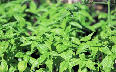 closeup of a vegetable garden of basil plants