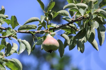 detail of a pear tree with ripening fruits