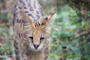 Fototapeta premium Serwal