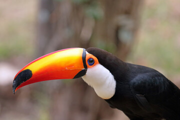 Close up of a toco toucan 