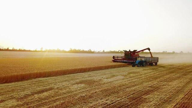 Aerial drone view. Overloading grain from combine harvesters into grain truck in field. Harvester unloder pouring harvested wheat into a box body. Farmers at work. Agriculture, harvesting season.