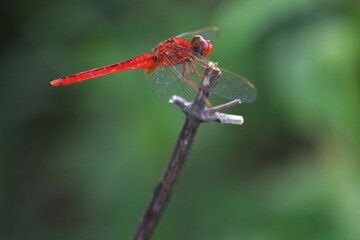 close up of a dragonfly