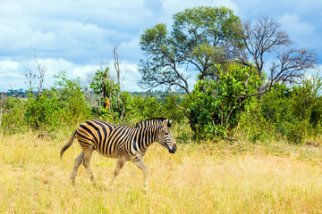 Fototapeta na wymiar Animals live and move freely in savannah