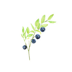 Blueberry on branch isolated on white background. Watercolor hand drawing illustration of summer food. Bilberry plant with green leaves. Perfect for card, banner, cover, poster.