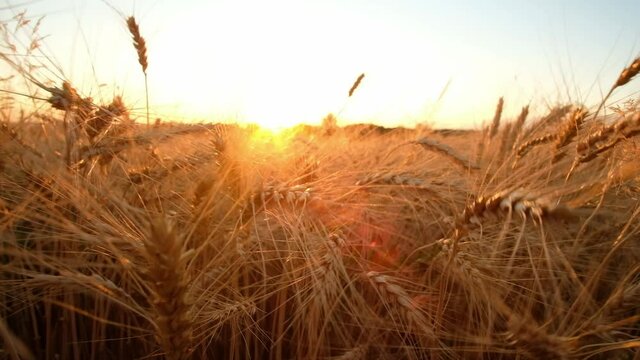 Close-up of Cereal Field at Sunset. Close-up view of rye or wheat spikelets at sunset, summer, harvesting farming and agricultural concept. 