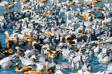 Big raft of bar-headed geese and ruddy shelducks on a lake