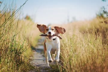 Happy beagle dog with flying ears running outdoors with stick in mouth. Active dog pet enjoying...