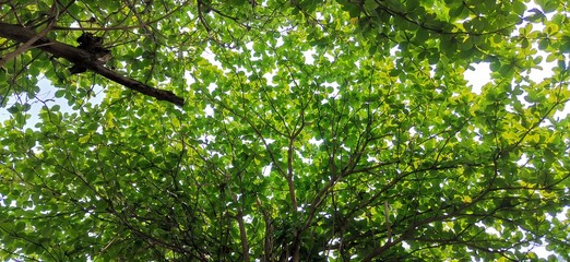 green leaves background