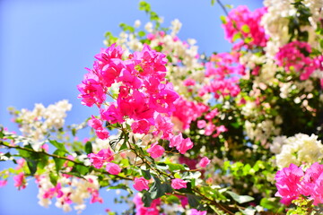 Obraz na płótnie Canvas pink flowers in spring
