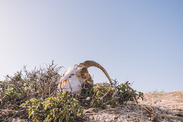 Lone skull of a mountain goat on a summer day