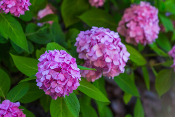 
Delightful hydrangea bushes in a blooming garden, a close-up shot from the side.