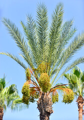 Obraz na płótnie Canvas palm tree on blue sky
