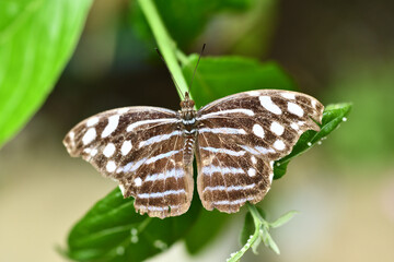 butterfly on leaf, photo as a background ,taken in Arenal Volcano lake park in Costa rica central america