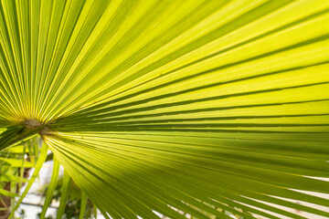 small palm tree leaf pattern with dramatic sun light